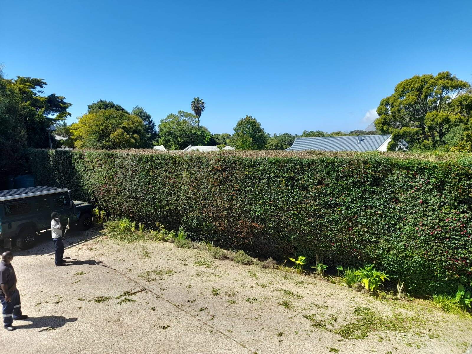 Hedges_014