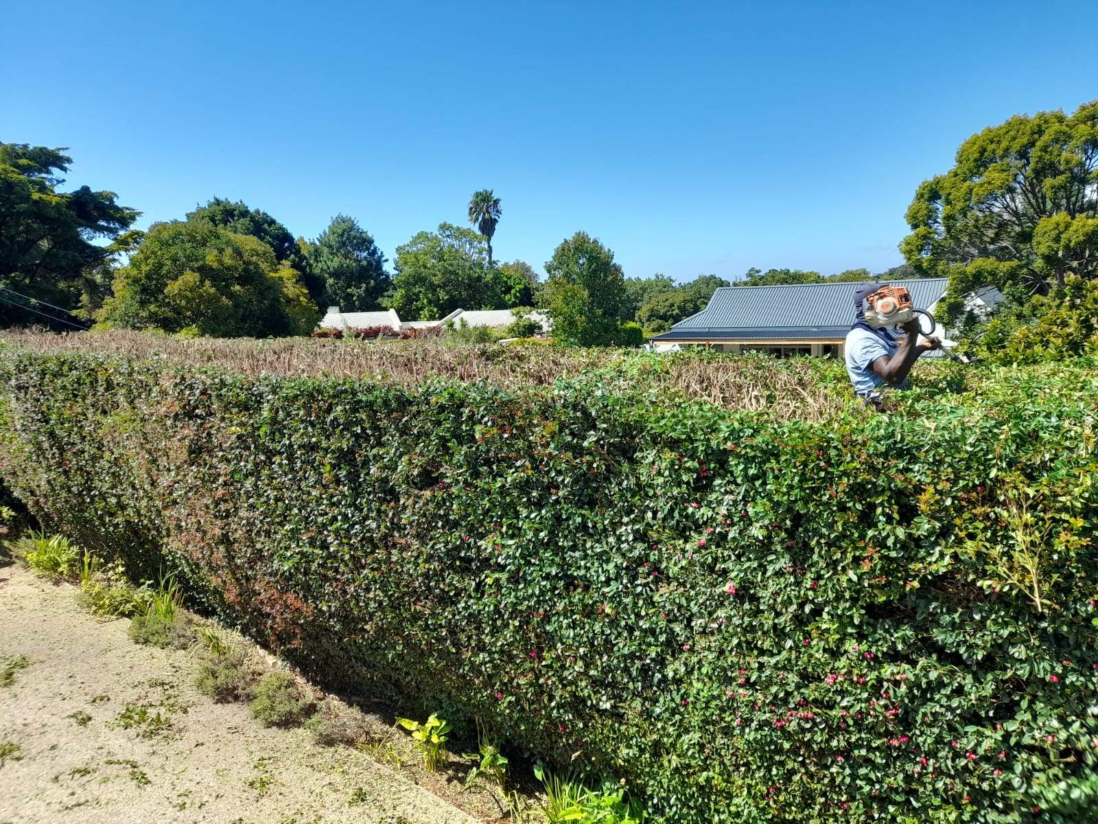 Hedges_015