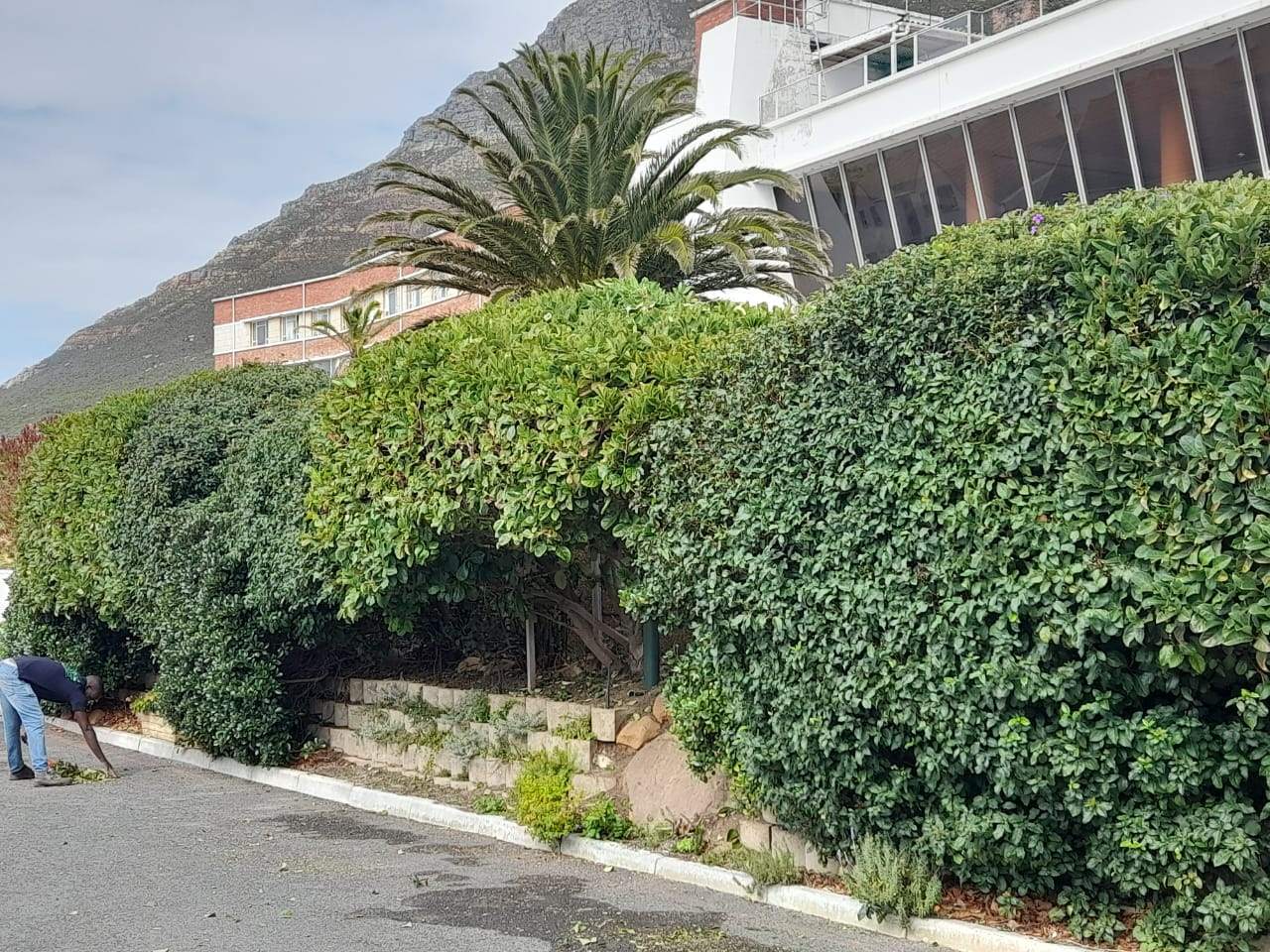 Hedges_016