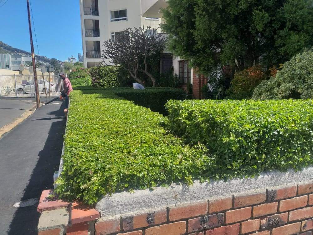Hedges_018