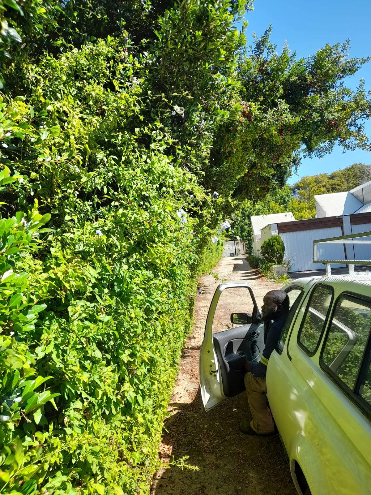 Hedges_030