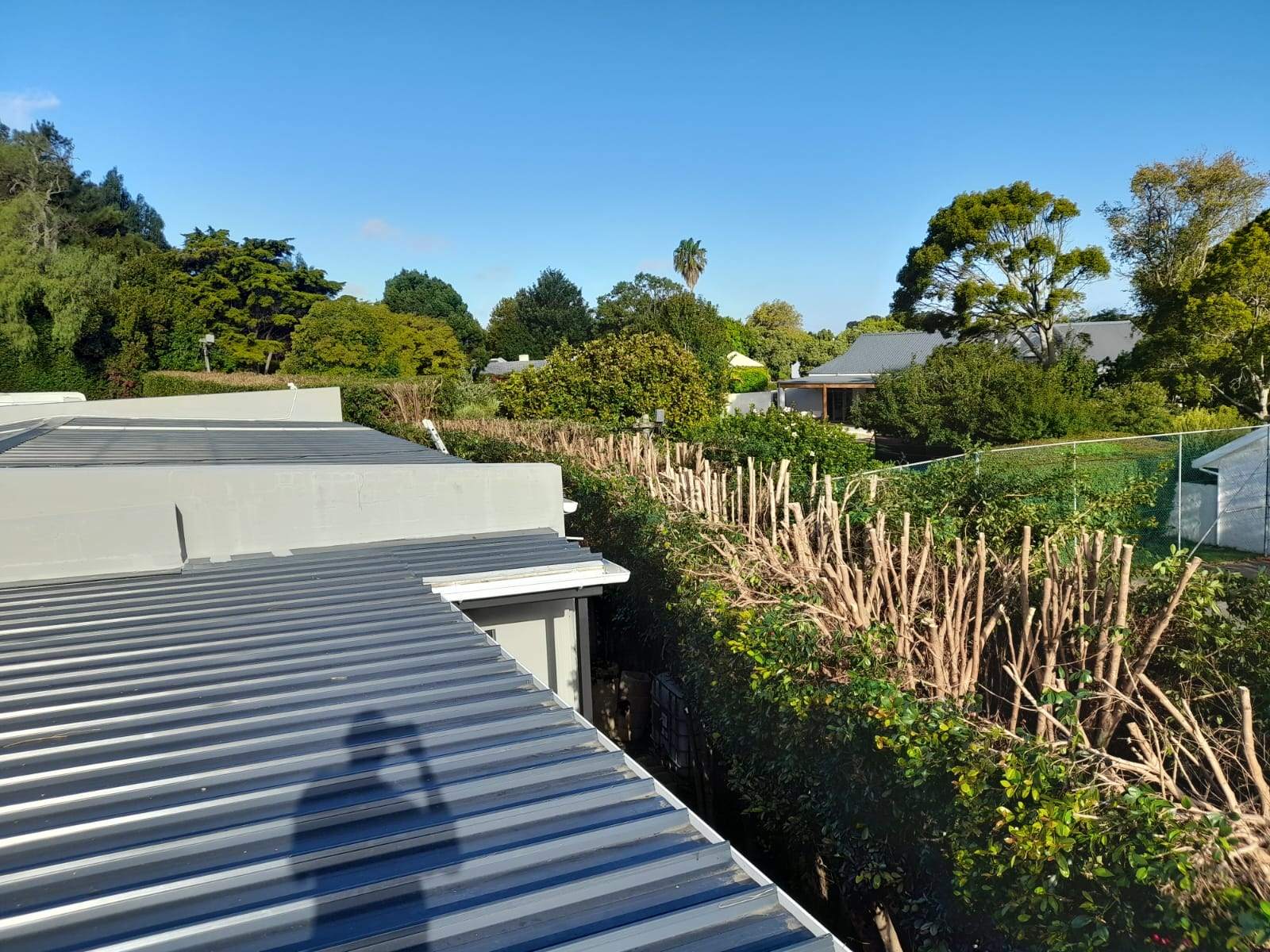 Hedges_031