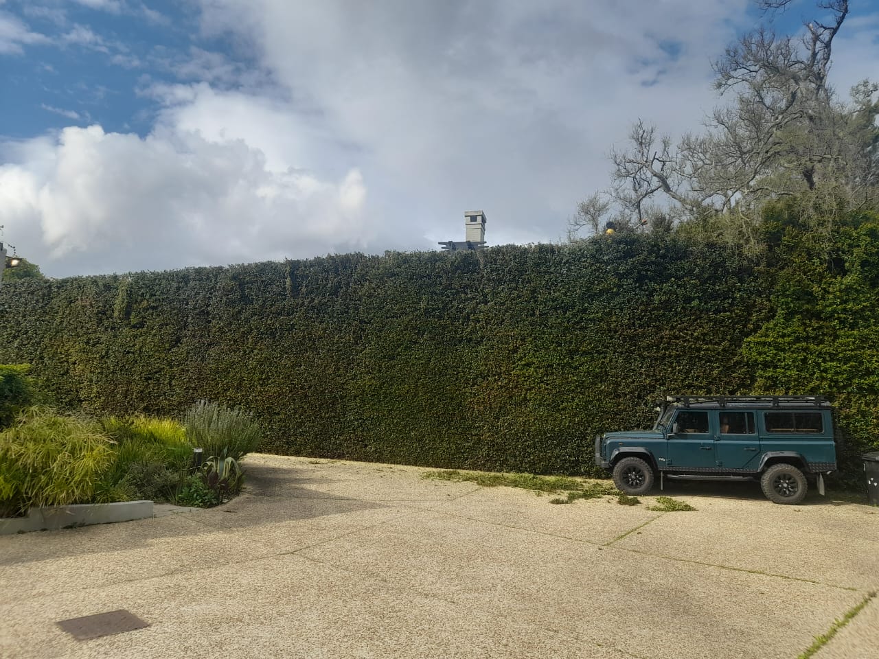 Hedges_038