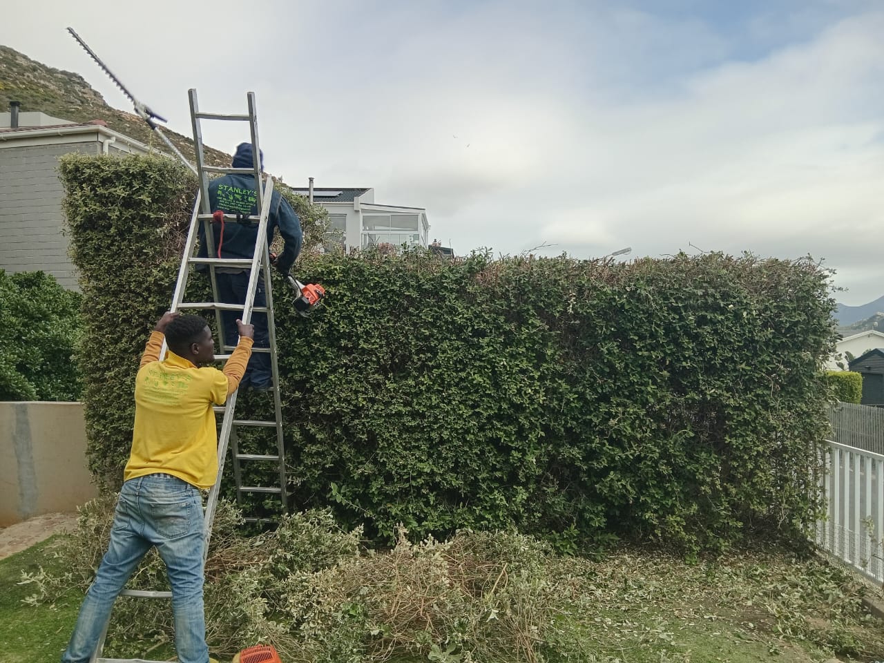 Hedges_041