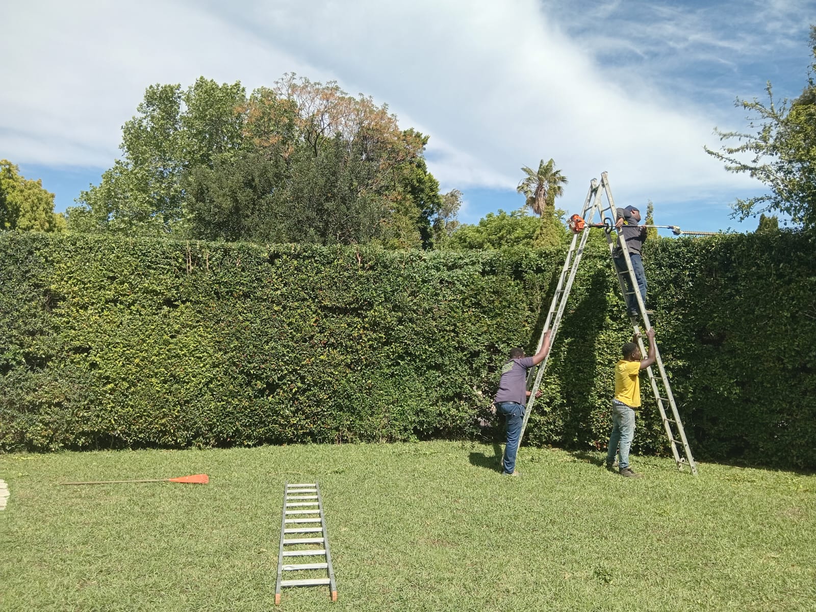 Hedges_044
