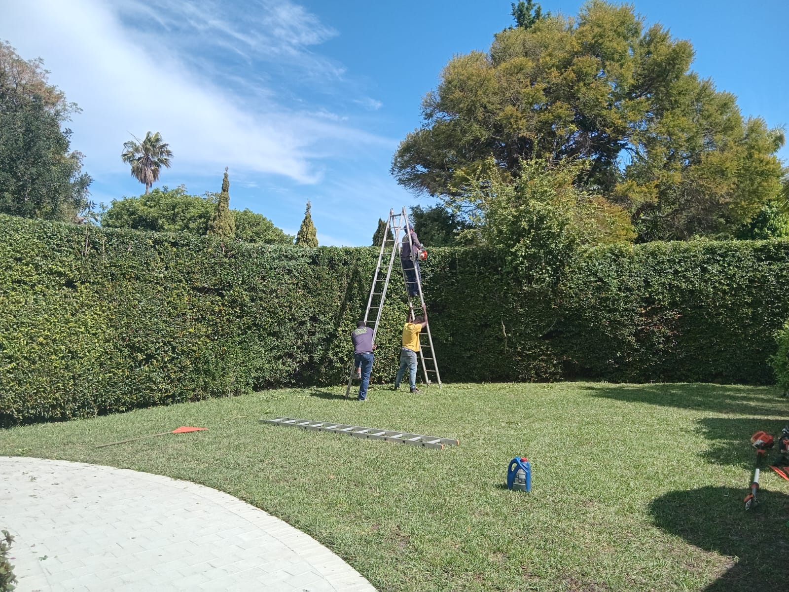 Hedges_045