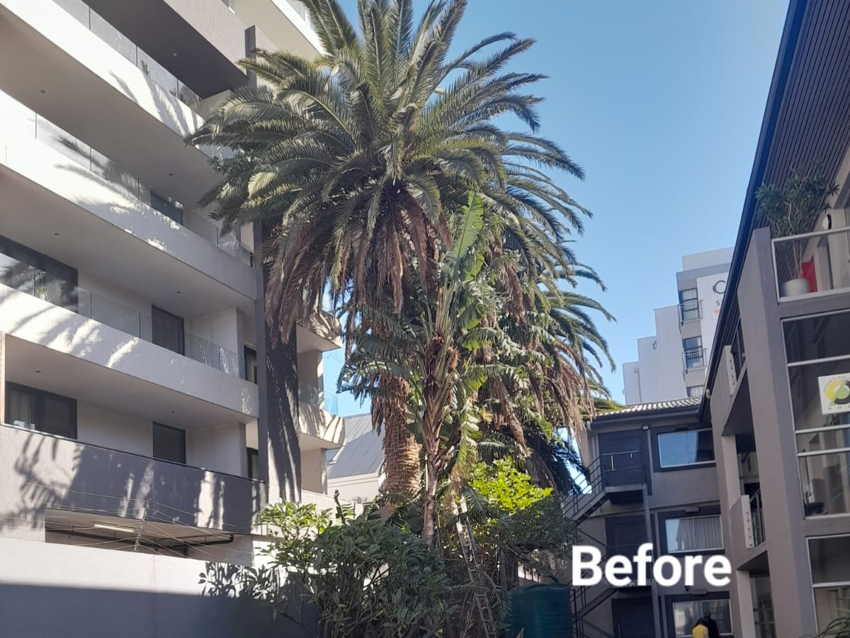 Palm_Trimming_010