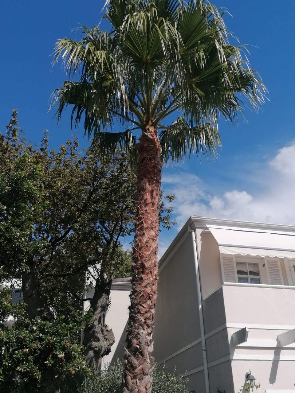 Palm_Trimming_012