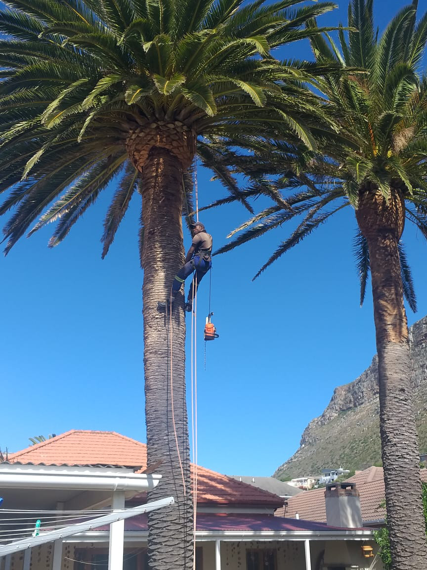 Palm_Trimming_013
