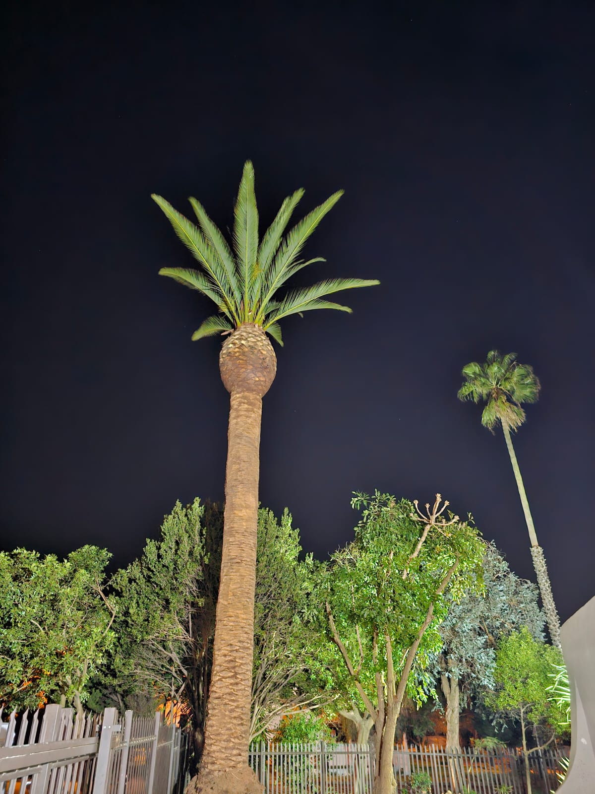 Palm_Trimming_014