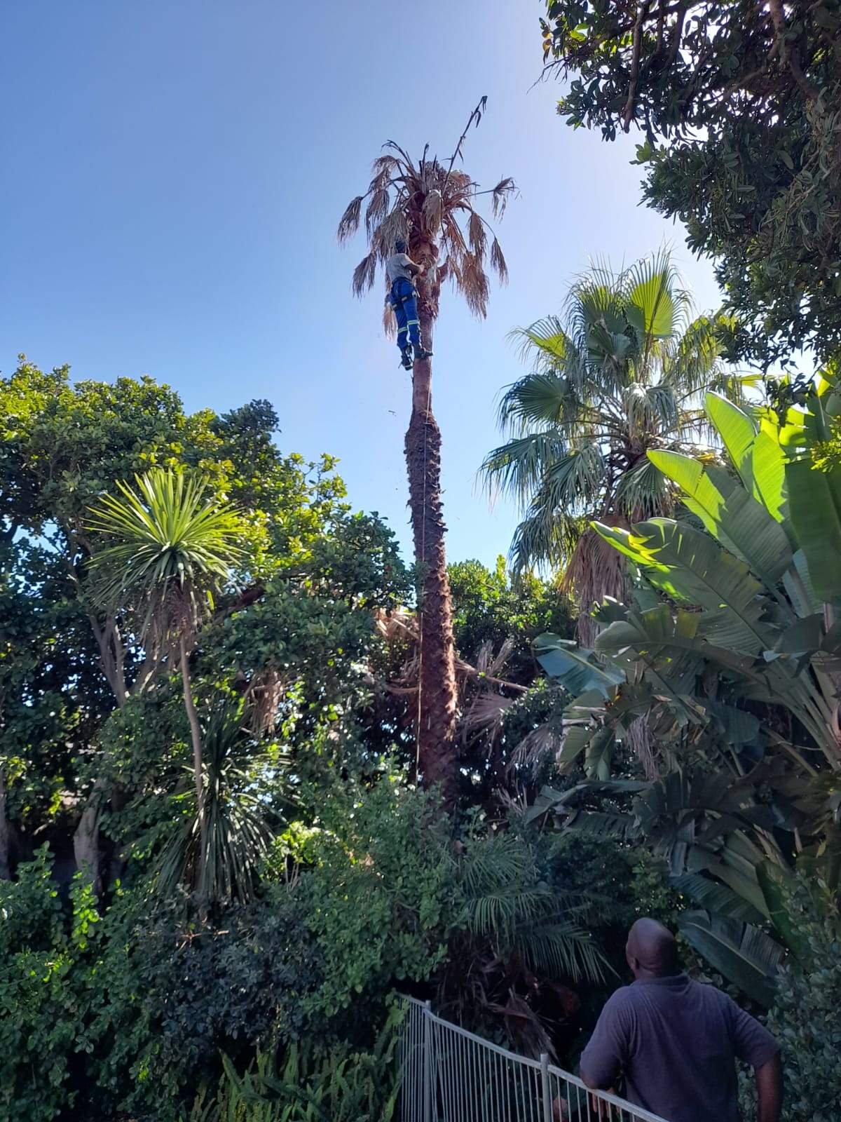 Palm_Trimming_015