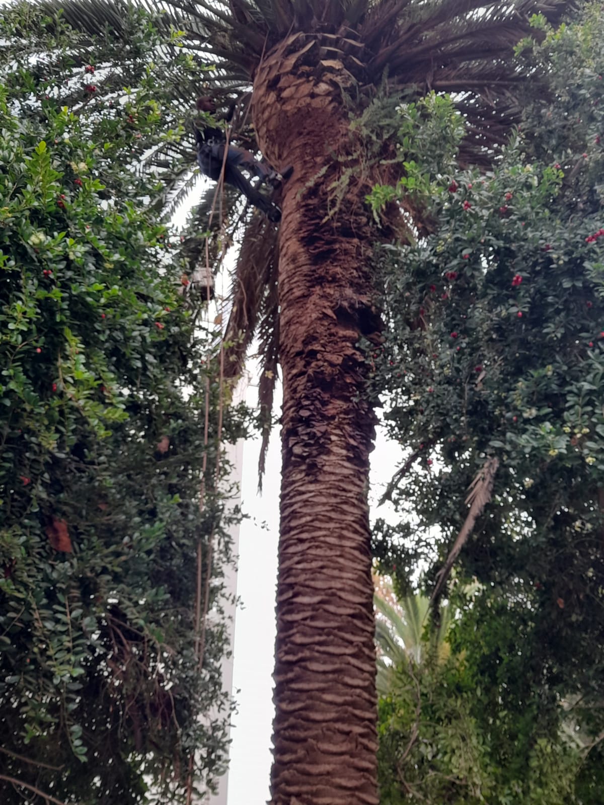 Palm_Trimming_016