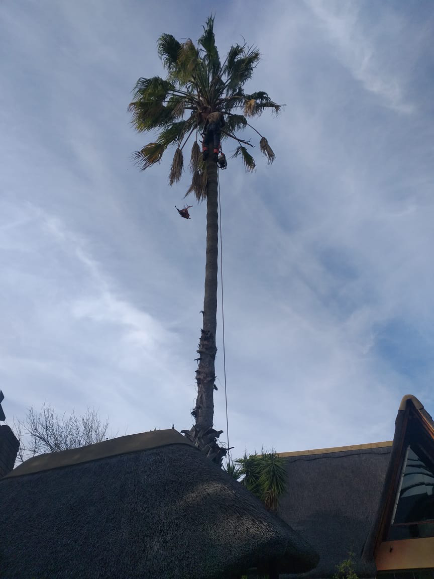 Palm_Trimming_017