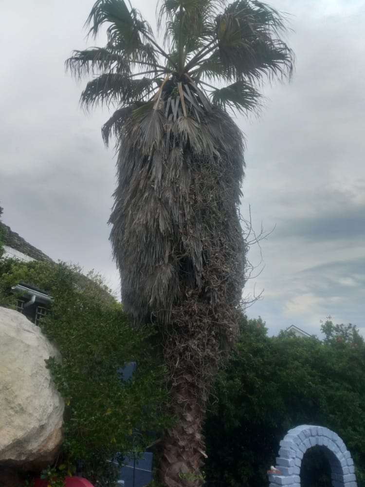 Palm_Trimming_019