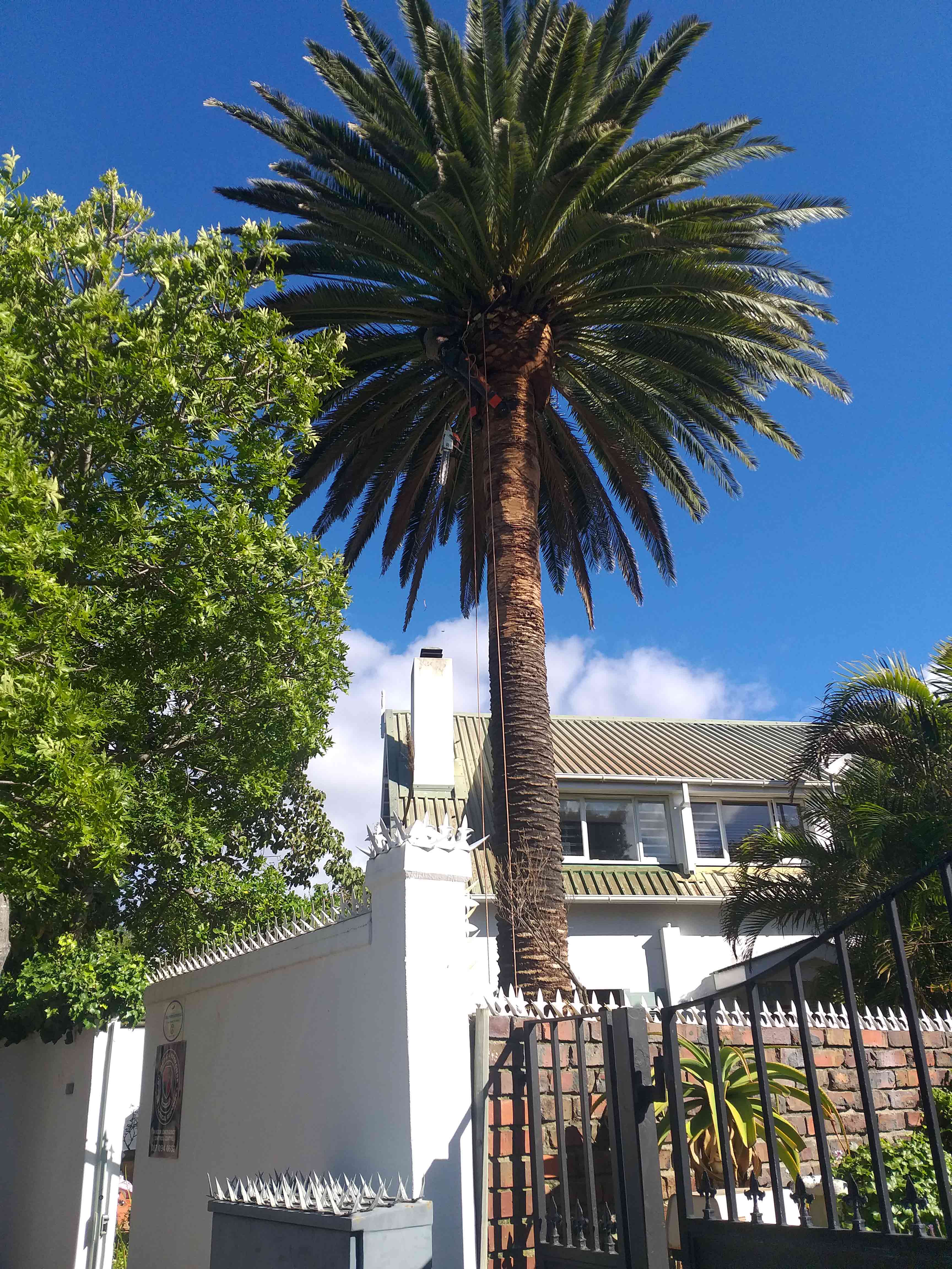 Palm_Trimming_020