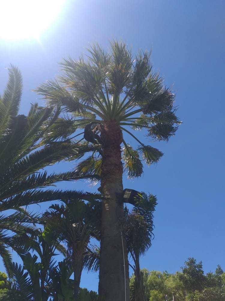 Palm_Trimming_021