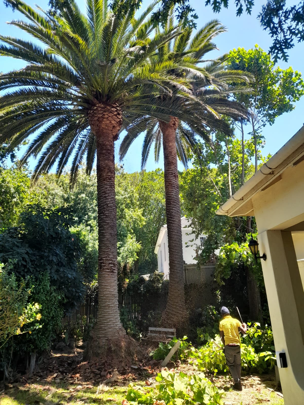 Palm_Trimming_022