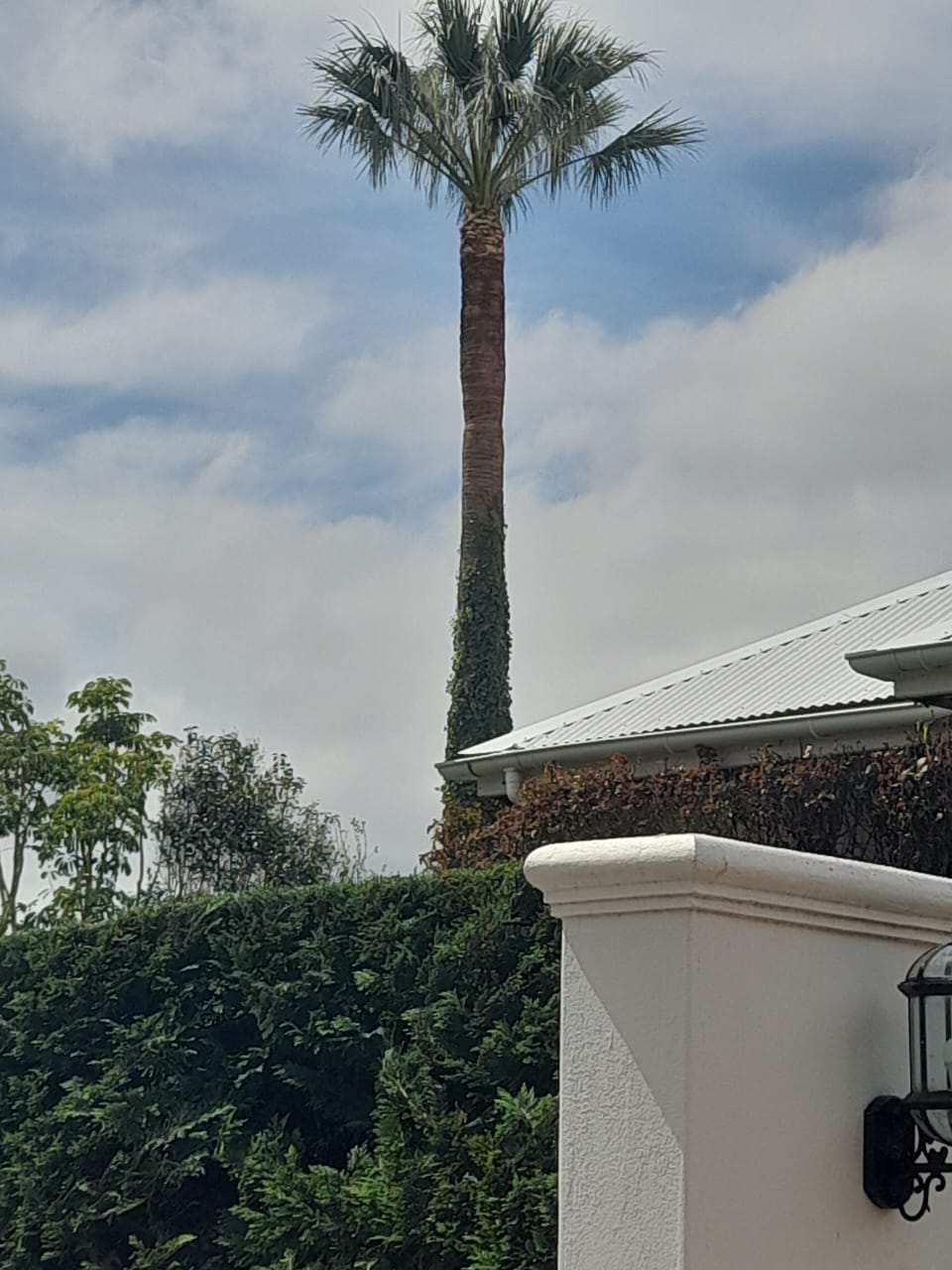 Palm_Trimming_023
