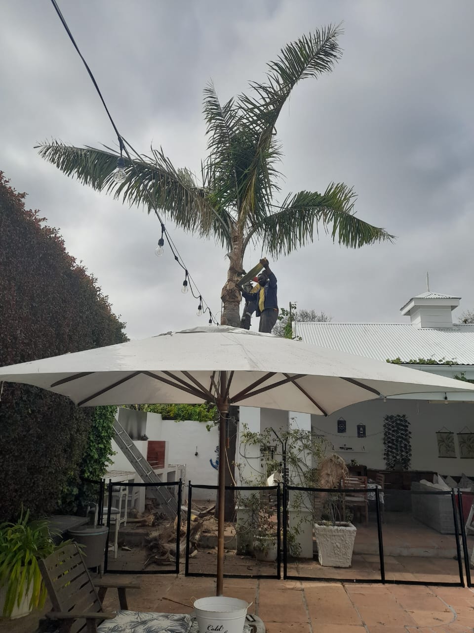 Palm_Trimming_024