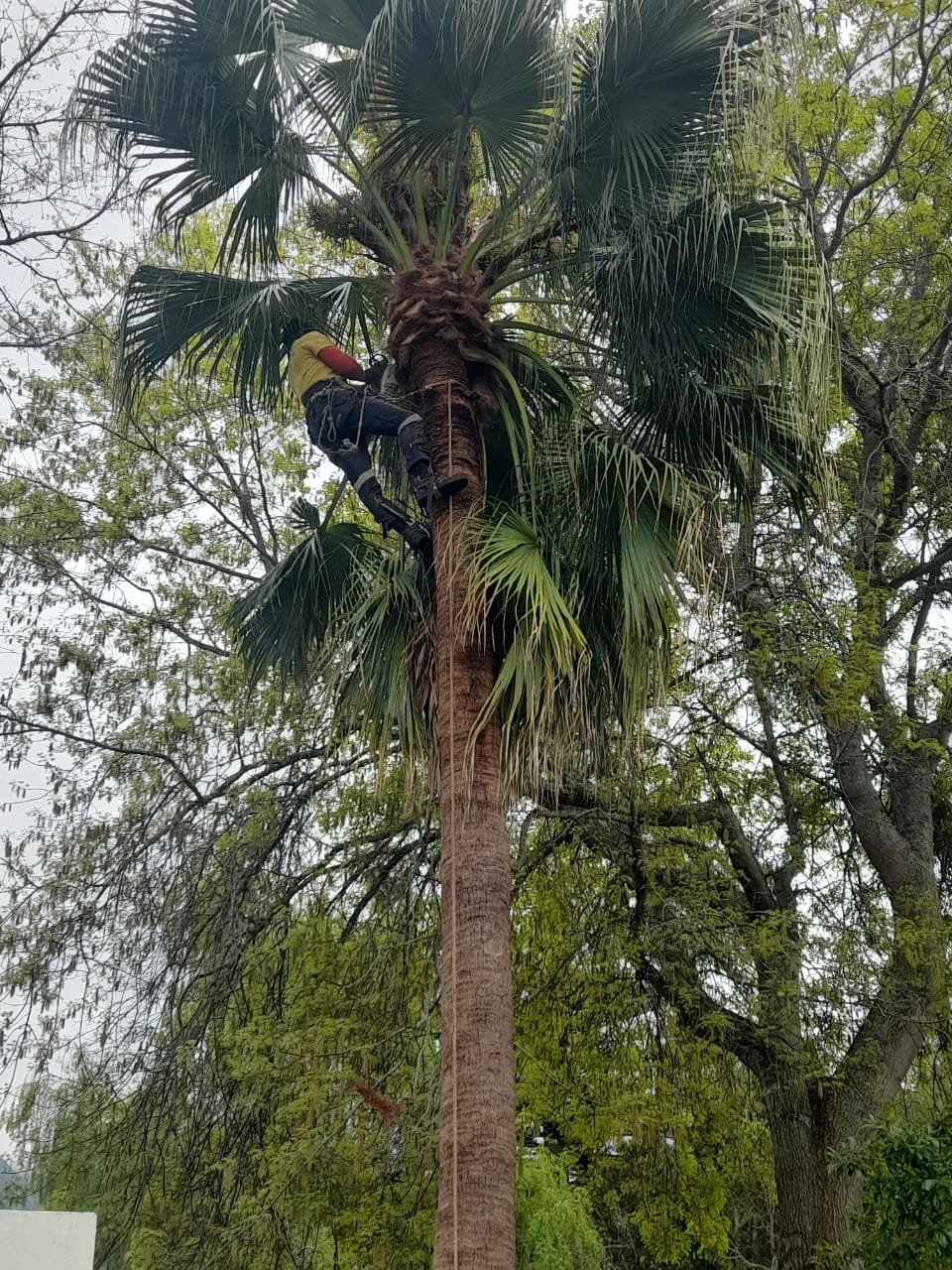 Palm_Trimming_025