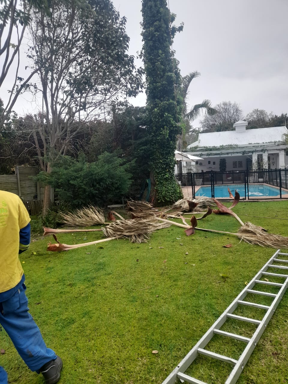 Palm_Trimming_028