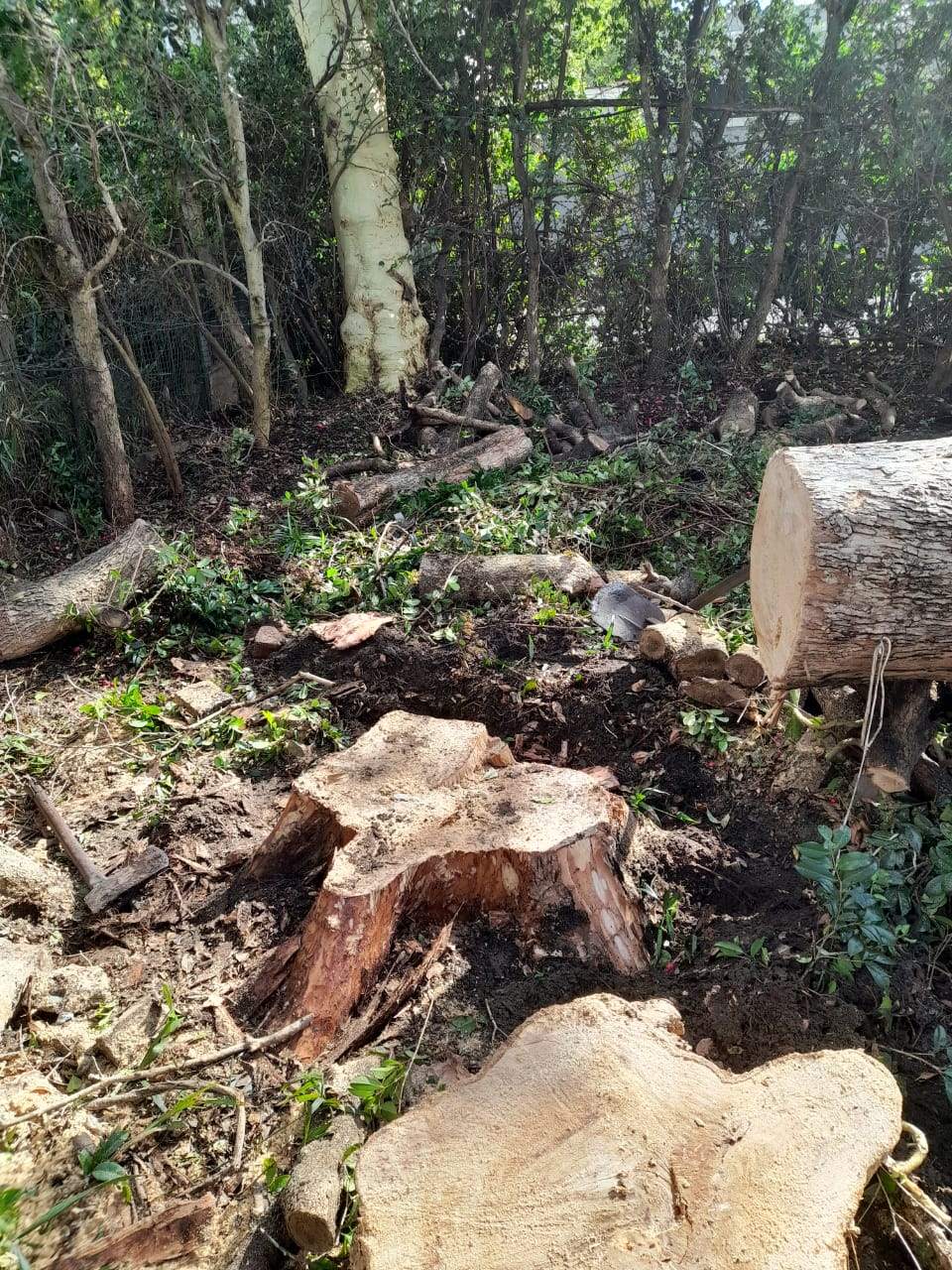 Stumps_117