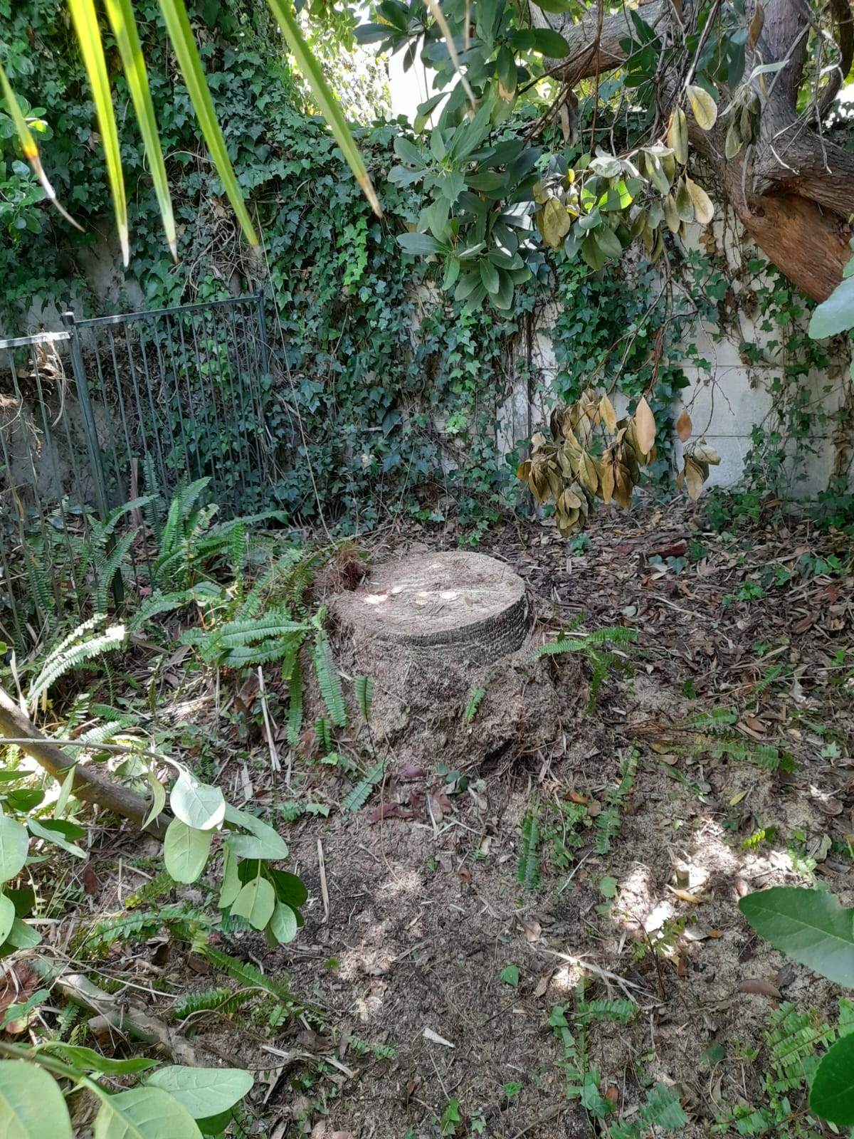 Stumps_118