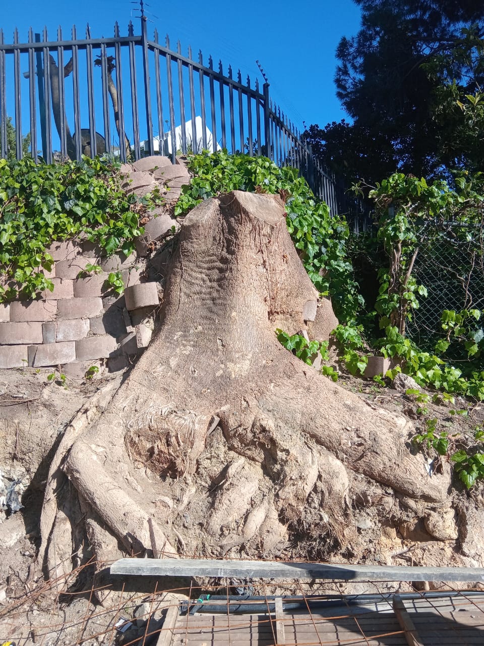 Stumps_131