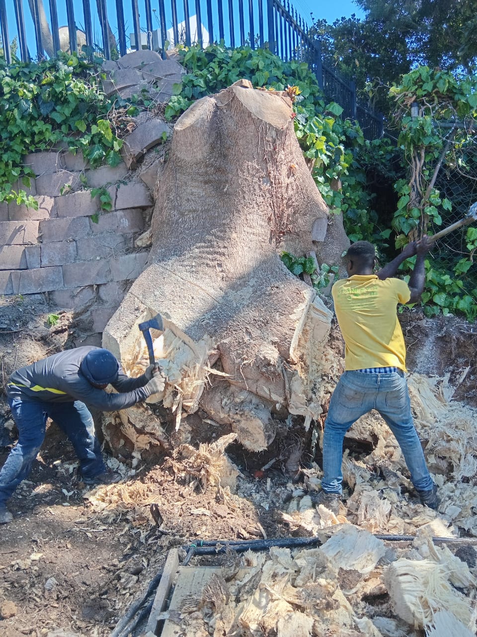 Stumps_132