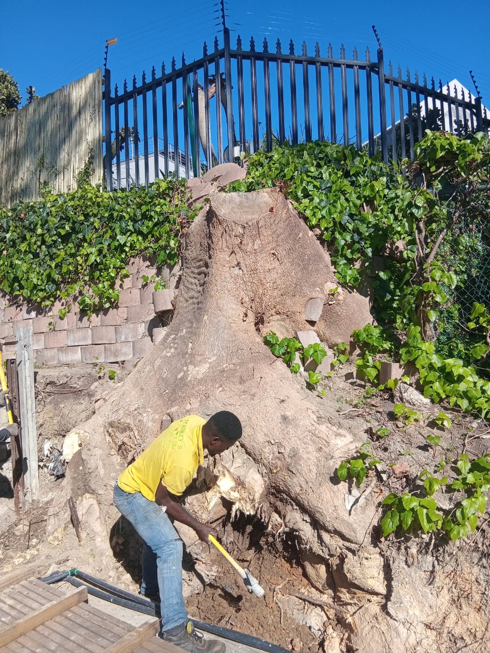 Stumps_133