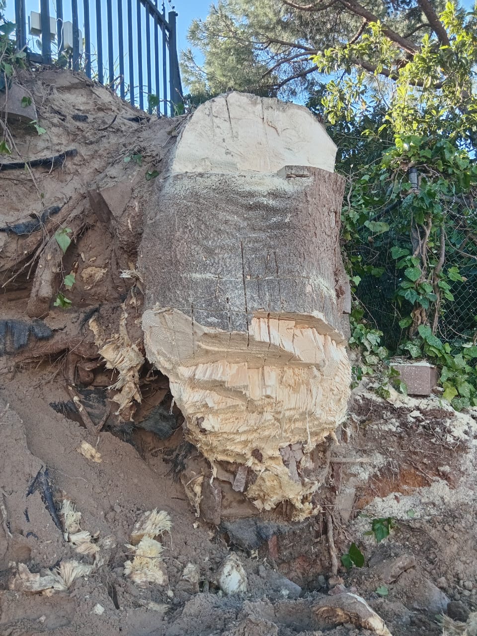 Stumps_135