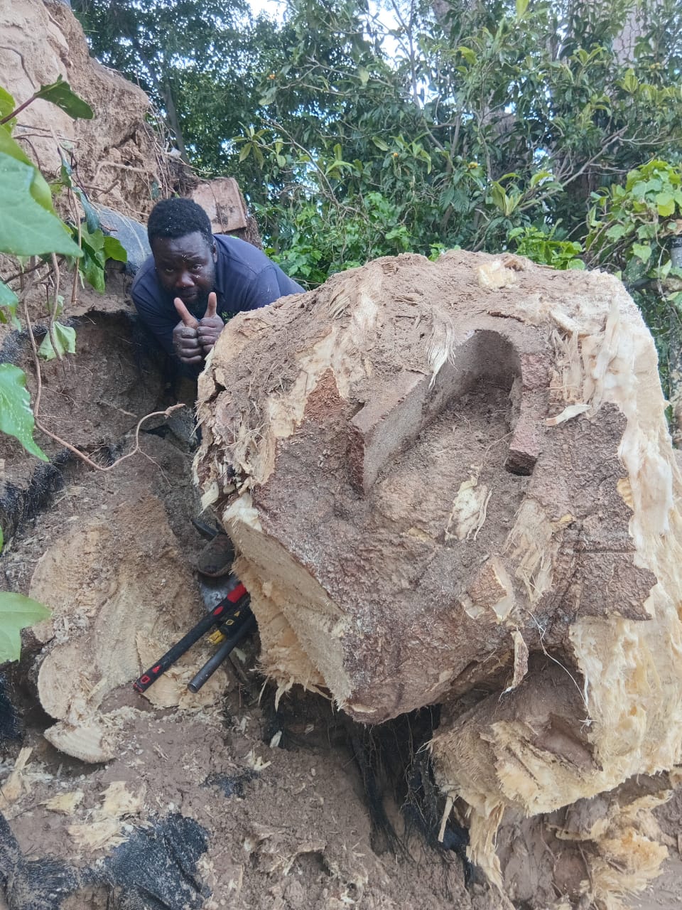 Stumps_136